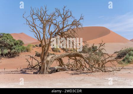 Knorriger, trockener Akazienbaum in der Pfanne mit Dünenhängen im Hintergrund, aufgenommen im hellen Licht des späten Frühlings in der Wüste Naukluft in Sossuslvei, Namibia Stockfoto