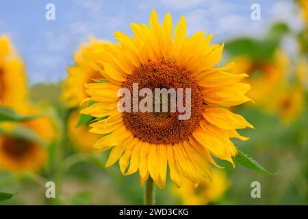 Wunderschöne Sonnenblume, Helianthus annuus, wächst auf dem Feld an einem sonnigen Tag im frühen Herbst. Stockfoto