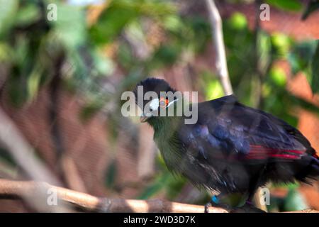 Inmitten von Kenias üppigen Baumkronen schmückt das lebhafte Hartlaub's Turaco (Tauraco hartlaubi) die Baumkronen mit seinem markanten Gefieder. Erkunden Sie die Vogelwelt Stockfoto