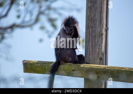 Der schwer fassbare Grauwangen-Mangabey (Lophocebus albigena) schwingt durch die Baumkronen afrikanischer Regenwälder und enthüllt seine fesselnde Präsenz. Erkunden Stockfoto