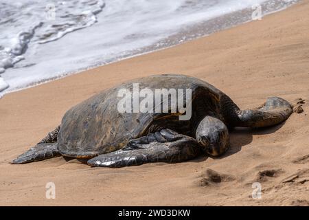 Eine grüne Meeresschildkröte ruht am Strand in der Nähe von Lahaina, Maui, Hawaii Stockfoto