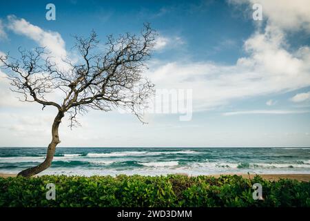 Hanalei Beach auf Kauai, Hawaii. Hochwertige Fotos Stockfoto