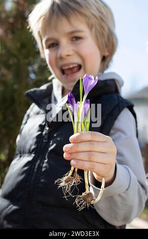 Boy hält mehrere blühende lila Krokusse mit Zwiebeln und Wurzeln für spätere Neupflanzung. Gartenarbeit mit Liebe. Earth Day-Konzept. Die Sorge um die Natur ist da Stockfoto