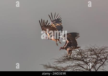 Gänsegeier fliegen von einem Baum in Zentral-Namibia. Stockfoto