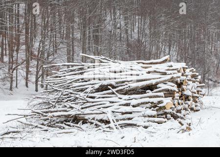 Schneebedeckte Baumstämme verstreut auf dem Waldboden Stockfoto
