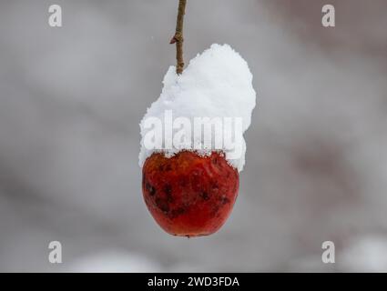 Ein gefrorener Apfel auf einem schneebedeckten Zweig Stockfoto