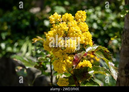 Gelbe Blüten im Frühling der Oregon-Traube, Berberis aquifolium, auch bekannt als holly-Laub-Berberitze, Niederlande Stockfoto