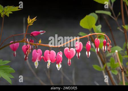 Blumen des blutenden Herzens, Lamprocapnos spectabilis, im Frühjahr, Niederlande Stockfoto