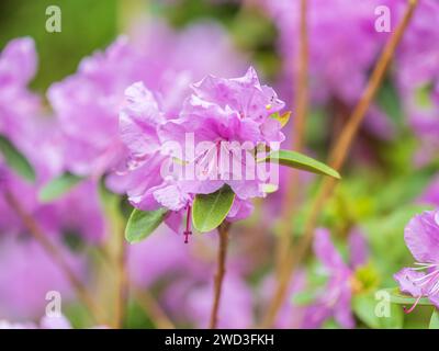 Rosafarbene Blüten des sibirischen Rhododendron-Kopierraums. Rhododendron dauricum. Frühjahrsblüte des Altai Rhododendron. Nahaufnahme von Rhododendron dauricu Stockfoto