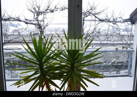 yucca Palme vor Schnee Stockfoto