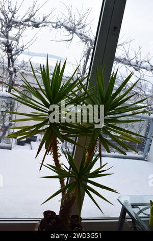 yucca Palme vor Schnee Stockfoto