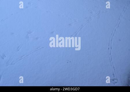 Tierspuren im Schnee Stockfoto