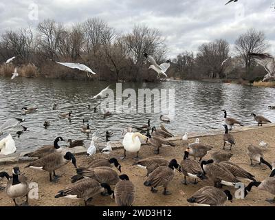 Wasservögel wie Schwäne, Gänse, Enten und Möwen suchen am Ufer des Sees im Prospect Park, Brooklyn, New York nach Nahrung. Stockfoto