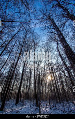 Hohe Bäume im schneebedeckten Wald an einem kalten, sonnigen Wintermorgen in den Wäldern von Clamart, Frankreich Stockfoto