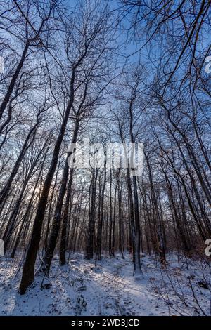 Hohe Bäume im schneebedeckten Wald an einem kalten, sonnigen Wintermorgen in den Wäldern von Clamart, Frankreich Stockfoto