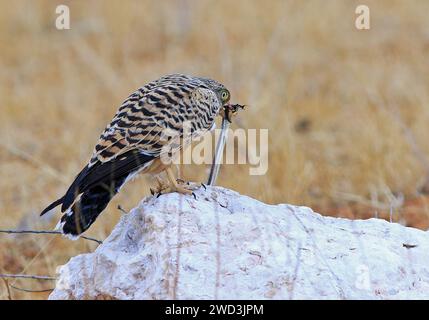 Greater Kestrel sitzt auf einem weißen Felsen und isst eine Schlange Stockfoto