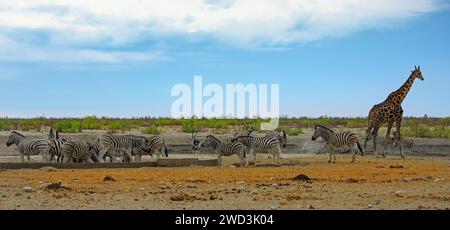 Herde von Burchell Zebra mit einer einsamen Giraffe und Oryx an einem Wasserloch mit natürlichem Hintergrund - Etosha National Park Stockfoto