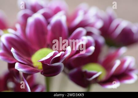 Rosa und weiße Chrysanthemeblumen Stockfoto