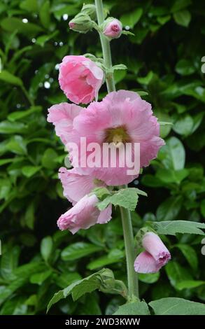 Blassrosa Hollyhock-Blüten Stockfoto