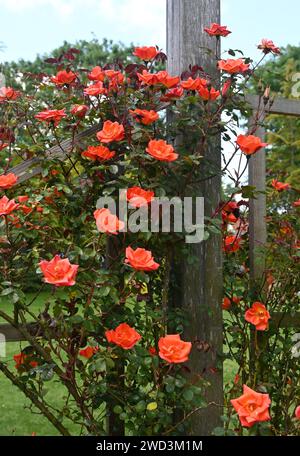 Orangefarbene Kletterrose Stockfoto