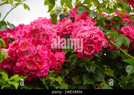 Rosafarbene Rosen Stockfoto