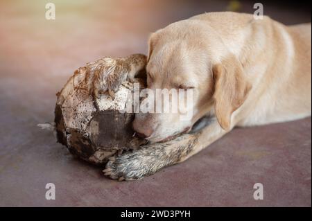 Dreckiger labrador Hund hält Ball, nachdem er im Garten gespielt hat Stockfoto