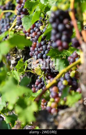 Rotwein: Blaue Trauben auf der Rebe vor der Ernte in Süddeutschland Stockfoto