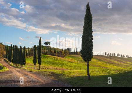 Zypressen und Landstraße auf den Hügeln der Crete Senesi. Landschaft in Lucignano d'Arbia, toskanische Region. Italien Stockfoto