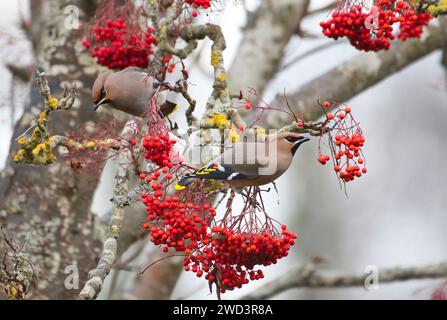 Zwei Wachsflügel (Bombycilla garrulus), die sich im Winter von roten vogelbeeren ernähren Stockfoto