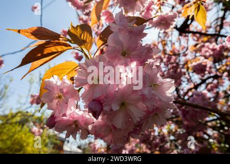 Nahaufnahme des blühenden rosafarbenen japanischen Kirschbaums prunus serrulata im Frühjahr mit neuen Blättern an einem sonnigen Frühlingstag Stockfoto