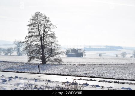 Baum in niedriger Sonne auf Schnee Stockfoto