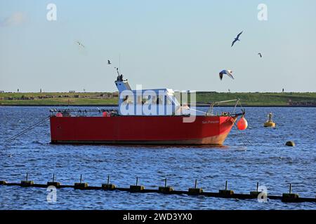 Ankerboot mit Möwen, Cardiff Bay, im Januar 2024 Stockfoto