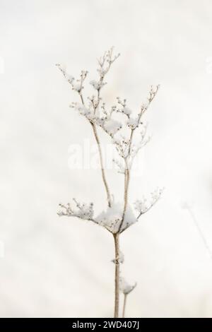 Zarte Samenköpfe von Mädesüß (filipendula ulmaria) oder Met-Würze im Winter gefroren und mit Schnee und rauhnagel bedeckt Stockfoto