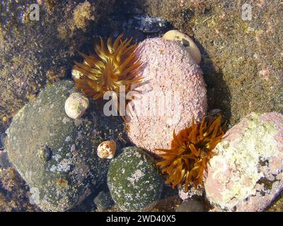 Meeresanemonen, Korallen und andere Organismen, die in einem Felsbecken auf den vulkanischen Felsen vor der Küste von Fuerteventura auf den Kanarischen Inseln, Spanien, wachsen. Stockfoto