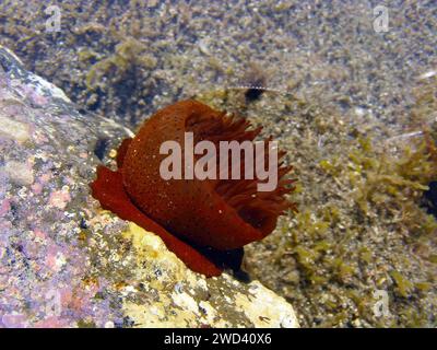 Meeresanemonen, Korallen und andere Organismen, die in einem Felsbecken auf den vulkanischen Felsen vor der Küste von Fuerteventura auf den Kanarischen Inseln, Spanien, wachsen. Stockfoto