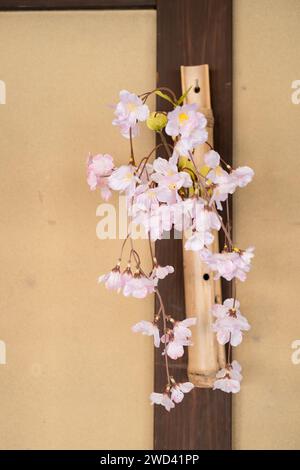 Kirschblüten in einem Bambushalter im Nagamachi Samurai District, Kanazawa, Ishikawa, Japan Stockfoto