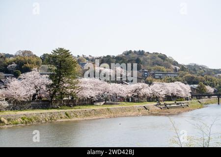 Blick auf die Kirschblüte entlang des Kasano River, neben der Asanogawa Brücke, Kanazawa, Ishikawa District, Japan Stockfoto