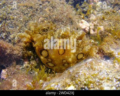 Gefleckter Seehase, Aplysia dactylomela, eine große Meeresschnecke, in einem Gezeitenbecken, Fuerteventura, Kanarische Inseln, Spanien. Stockfoto