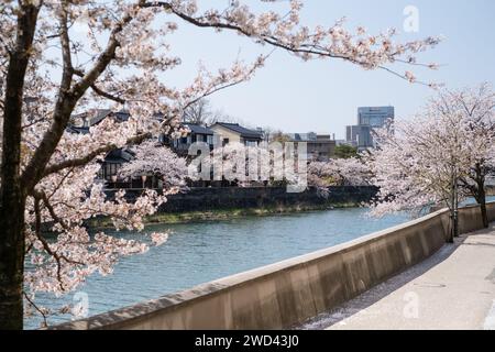 Blick auf die Kirschblüte entlang des Kasano River, Kanazawa, Ishikawa District, Japan Stockfoto