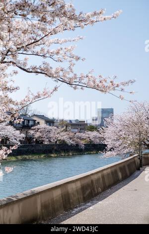 Blick auf die Kirschblüte entlang des Kasano River, Kanazawa, Ishikawa District, Japan Stockfoto