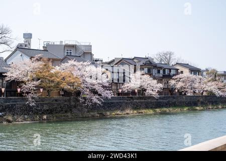 Blick auf die Kirschblüte entlang des Kasano River, Kanazawa, Ishikawa District, Japan Stockfoto