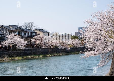 Blick auf die Kirschblüte entlang des Kasano River, Kanazawa, Ishikawa District, Japan Stockfoto