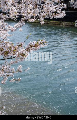 Blick auf die Kirschblüte entlang des Kasano River, Kanazawa, Ishikawa District, Japan Stockfoto