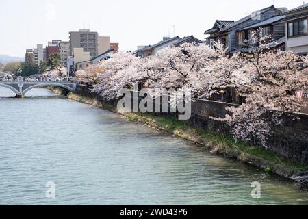 Blick auf die Kirschblüte entlang des Kasano River, Kanazawa, Ishikawa District, Japan Stockfoto