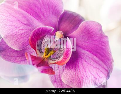 Nahaufnahme einer rosa Motte Orchidee Blume Stockfoto