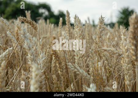 Europäische Landwirte Weizen an einem sonnigen Tag. Makro einer reifen und ernterreifen Weizenpflanze Stockfoto