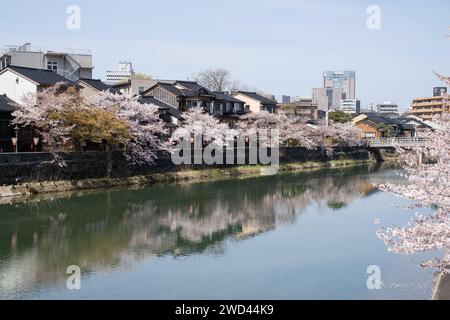 Blick auf die Kirschblüte entlang des Kasano River, Kanazawa, Ishikawa District, Japan Stockfoto