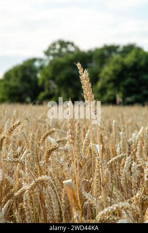 Europäische Landwirte Weizen an einem sonnigen Tag. Makro einer reifen und ernterreifen Weizenpflanze Stockfoto