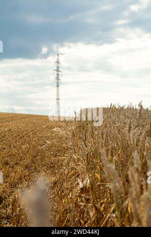 Goldene Weizenernte auf einem Bauernfeld während der Ernte in Europa. Pylonen und Stromkabel im Hintergrund. Stockfoto