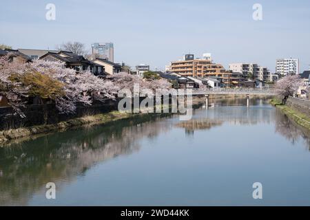 Blick auf die Kirschblüte entlang des Kasano River, Kanazawa, Ishikawa District, Japan Stockfoto